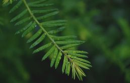 花卉：种植业中的瑰宝 花卉种植业属于哪个行业