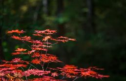 知道花卉苗木：寻觅其植物类型及种子成分 花草苗木